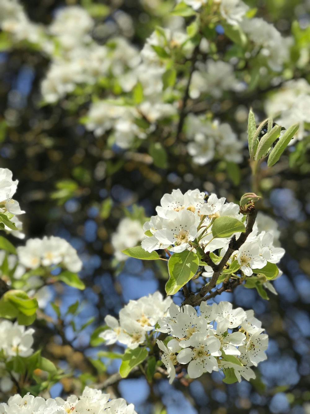 Klostergarten Binsdorf - Blüten